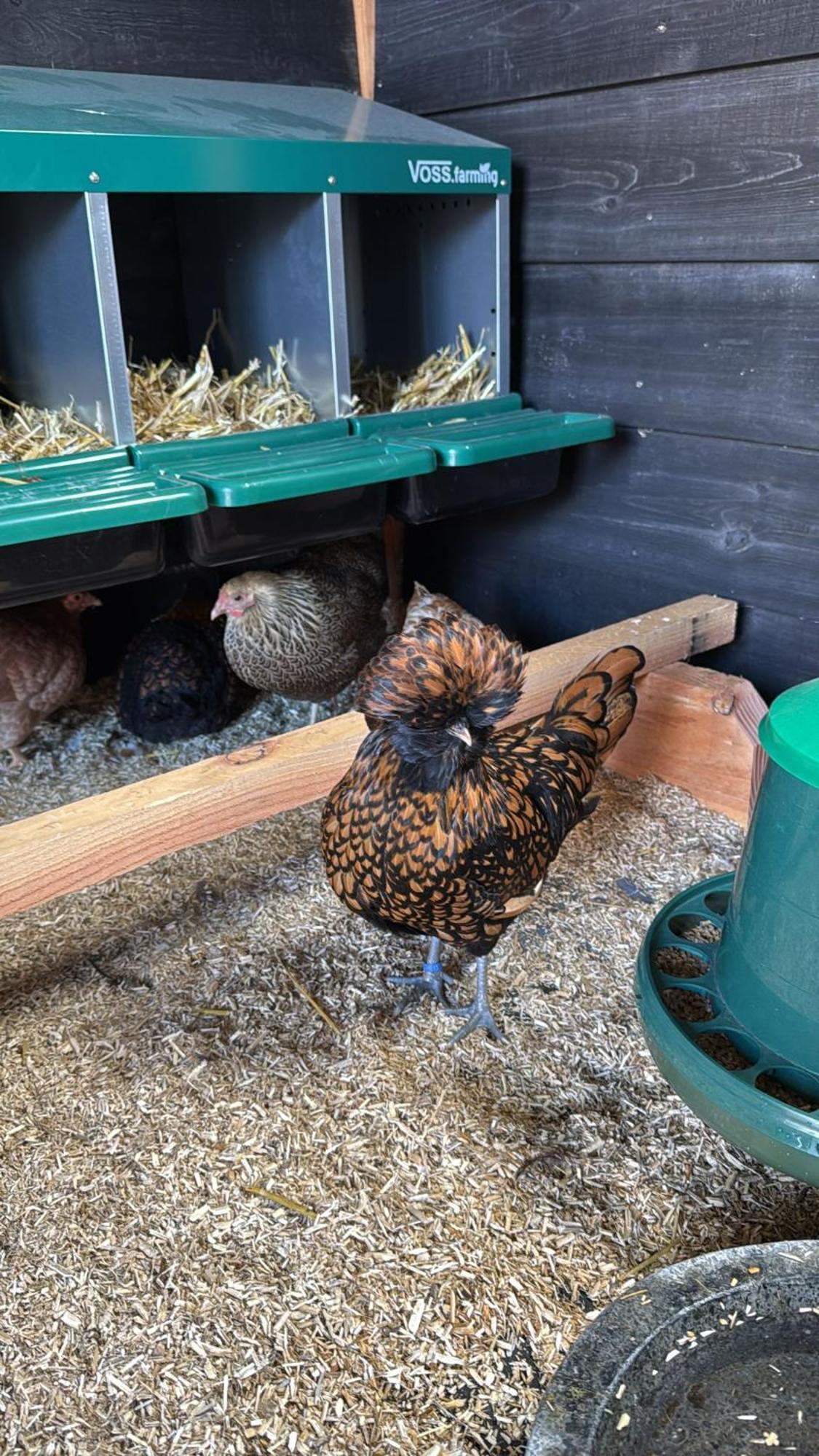 Vakantiehuis Klaartje Kip Voor 4 Personen, Landelijk Gelegen! Enschede Buitenkant foto